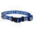 Kentucky Wildcat Dog Collar