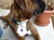 Kentucky Wildcats Jewelry for your Pet