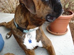 Kentucky Wildcats Jewelry for your Pet