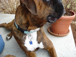 Kentucky Wildcats Jewelry for your Pet